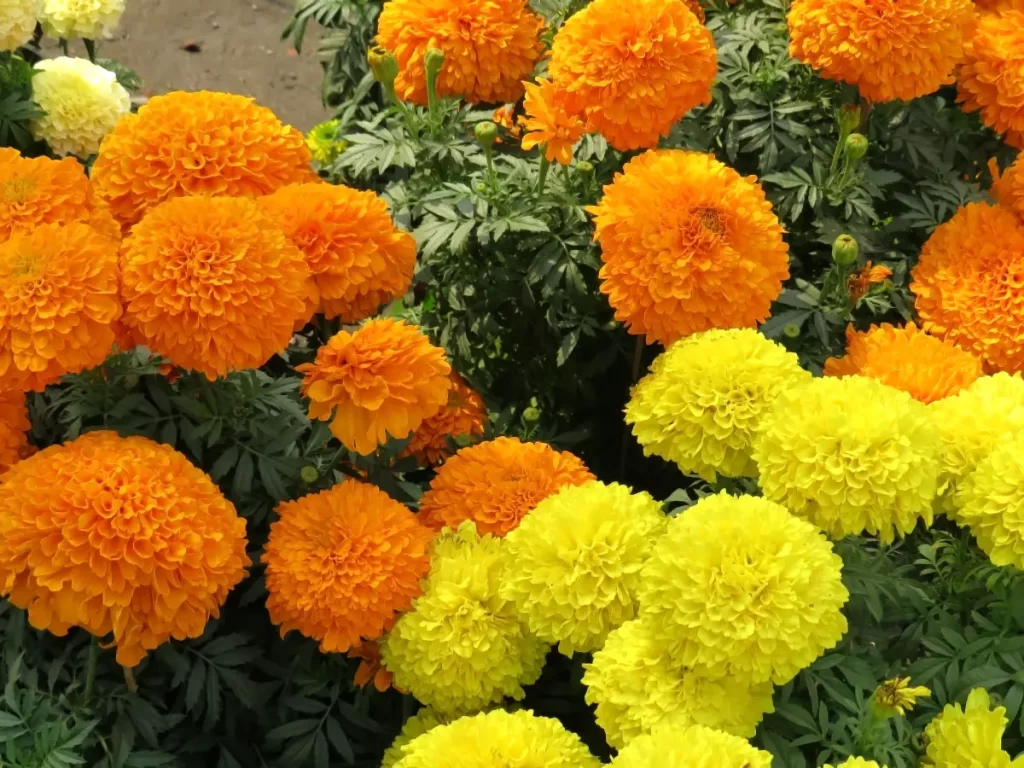 Marigold Flower