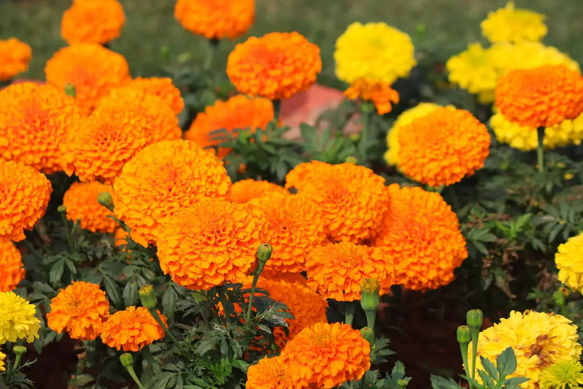 হলুদ গাঁদার ফুল |Marigold Flower